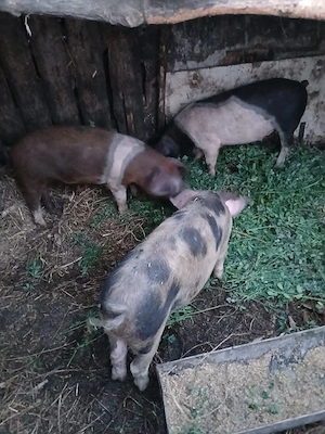 de vânzare 3 mascuri castrați vaccinați preț 450 lei bucata unul cu altul 35 40 45 kg unul  - imagine 3