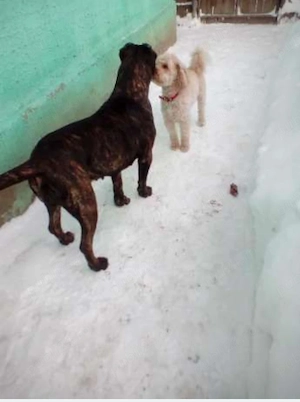 Foster Pensiune canina Cazare pentru caini PetSitter Hotel Giurgiu