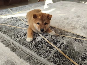 Catelus Shiba Inut