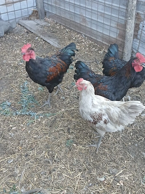 cocosi la schimb