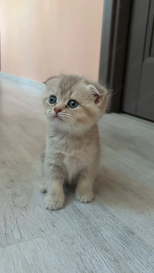Felisă  British Shorthair  - imagine 2