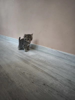 Felisă  British Shorthair  - imagine 2