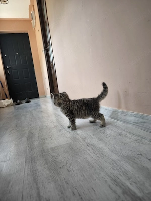 Felisă  British Shorthair 