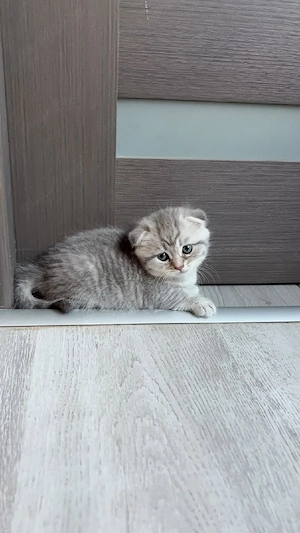 Felisă  British Shorthair  - imagine 4