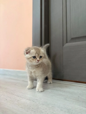 Felisă  British Shorthair 