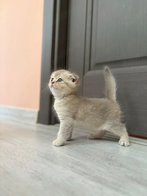 Felisă  British Shorthair  - imagine 4