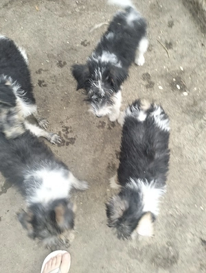 catelusi fox terrier - imagine 3