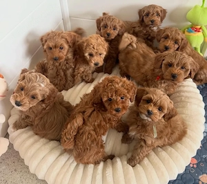 Mini catelusi Maltipoo - imagine 2