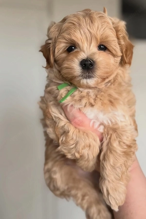 Mini catelusi Maltipoo - imagine 2
