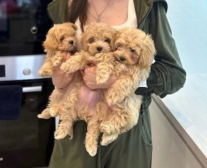 Mini catelusi Maltipoo - imagine 3