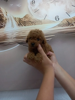 Caniche red toy - imagine 4