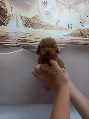 Caniche red toy - imagine 5