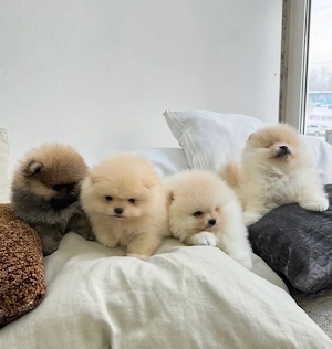 căței Zwergspitz Pomeranian - imagine 2