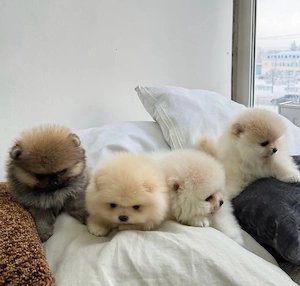 căței Zwergspitz Pomeranian