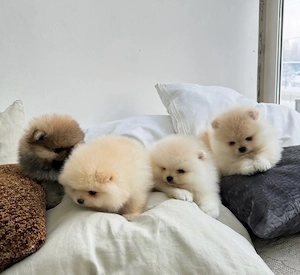 căței Zwergspitz Pomeranian - imagine 3