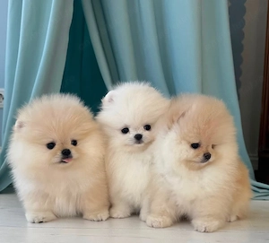 căței Zwergspitz Pomeranian Mini 