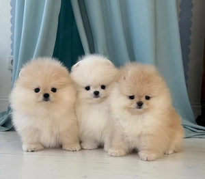 căței Zwergspitz Pomeranian Mini  - imagine 2