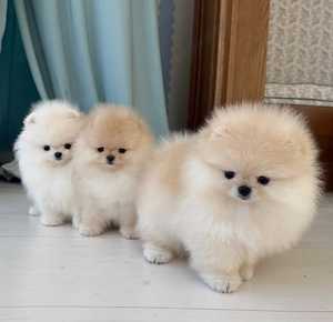 căței Zwergspitz Pomeranian Mini  - imagine 3