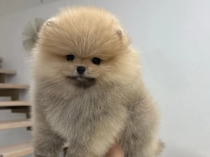 căței Zwergspitz Pomeranian Mini  - imagine 4