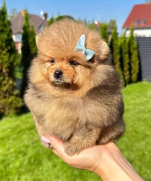 căței Zwergspitz Pomeranian  - imagine 2