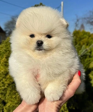 căței Zwergspitz Pomeranian  - imagine 4