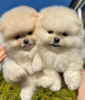 căței Zwergspitz Pomeranian 