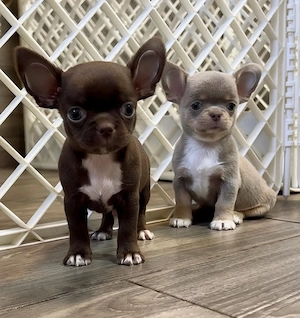 Mini catelusi Chihuahua - imagine 2