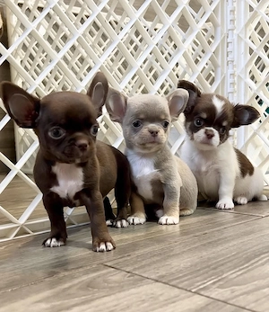 Mini catelusi Chihuahua