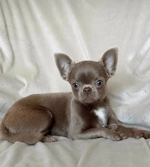 Mini catelusi Chihuahua - imagine 3