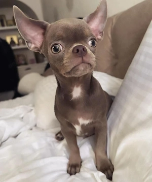 Mini catelusi Chihuahua - imagine 4
