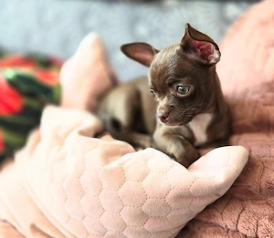 Mini catelusi Chihuahua - imagine 2