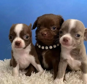 Mini catelusi Chihuahua