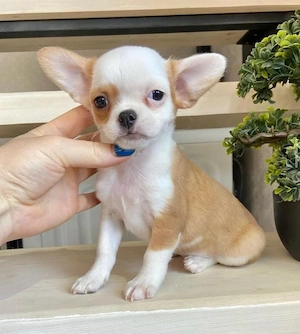 Mini catelusi Chihuahua - imagine 3