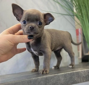 Mini catelusi Chihuahua - imagine 2
