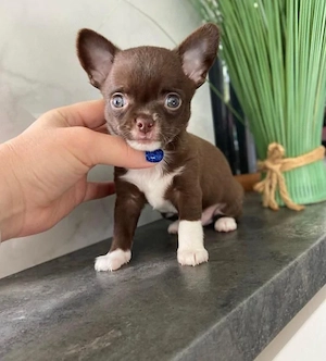 Mini catelusi Chihuahua - imagine 4