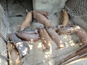 purcei duroc 