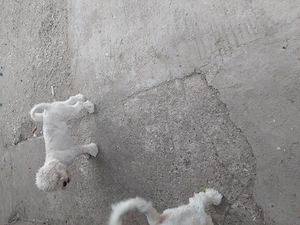 BICHON Maltez rasă pură - imagine 5