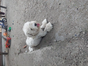 BICHON Maltez rasă pură - imagine 3