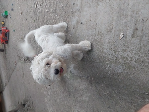 BICHON Maltez rasă pură