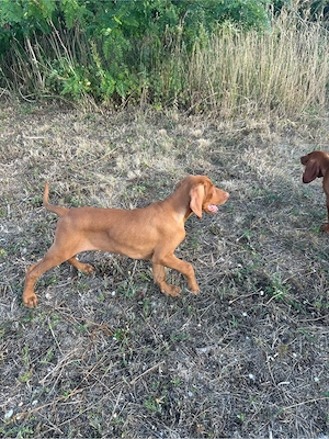 Catei vizsla maghiara  - imagine 4