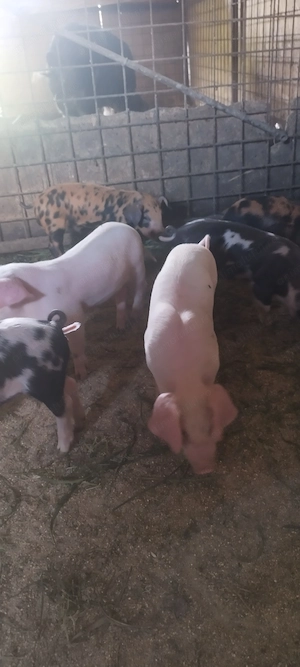 Purcei scroafa landras vier bălțat cu ciucuri rasa rustică  - imagine 4