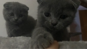 pui scottish fold blue