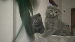 pui scottish fold blue - imagine 3