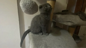 pui scottish fold blue - imagine 2