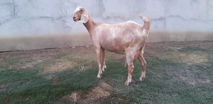 Capra Anglo Nubian