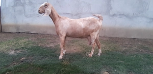 Capra Anglo Nubian - imagine 3