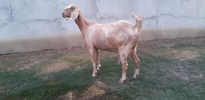 Capra Anglo Nubian - imagine 2