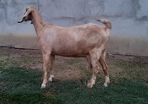 Capra Anglo Nubian - imagine 5