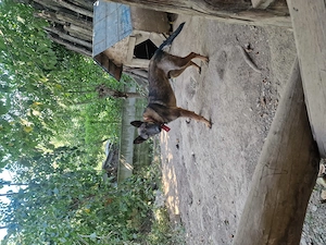 Ciobanesc malinois