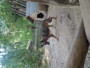 Ciobanesc malinois - imagine 3